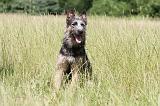 BOUVIER DES ARDENNES 028